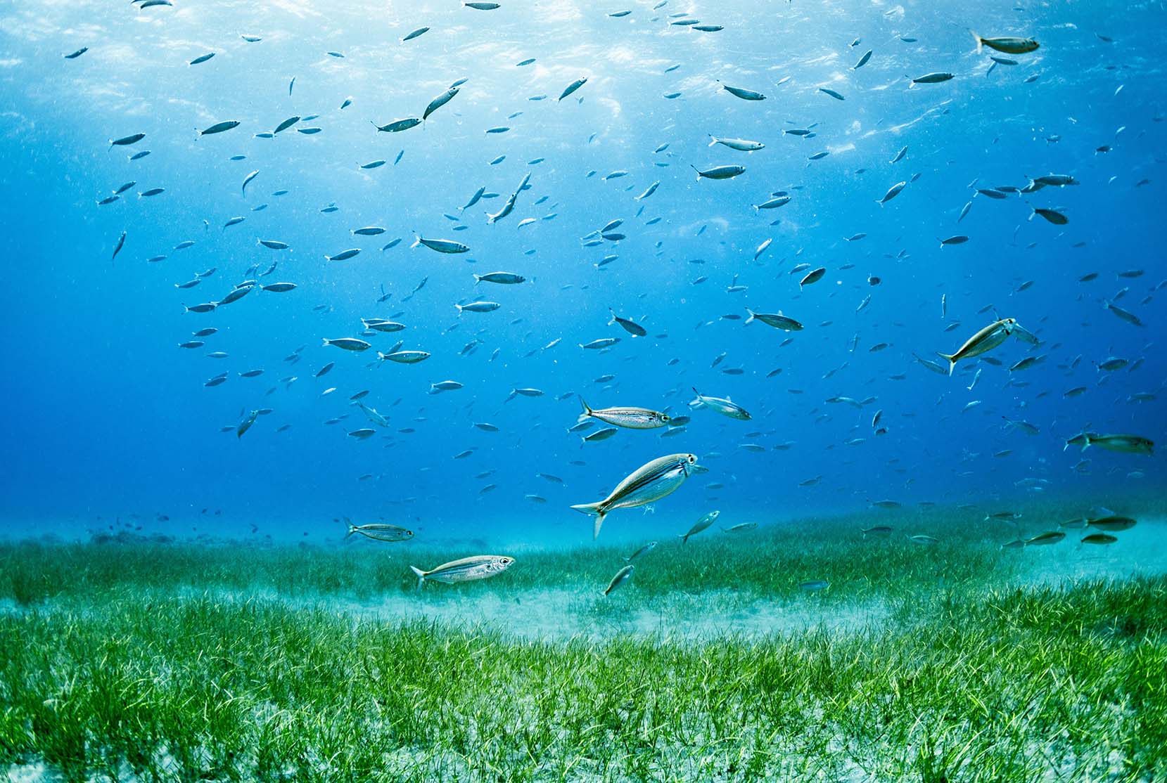 School of Bogue (Boops boops) over seagrass