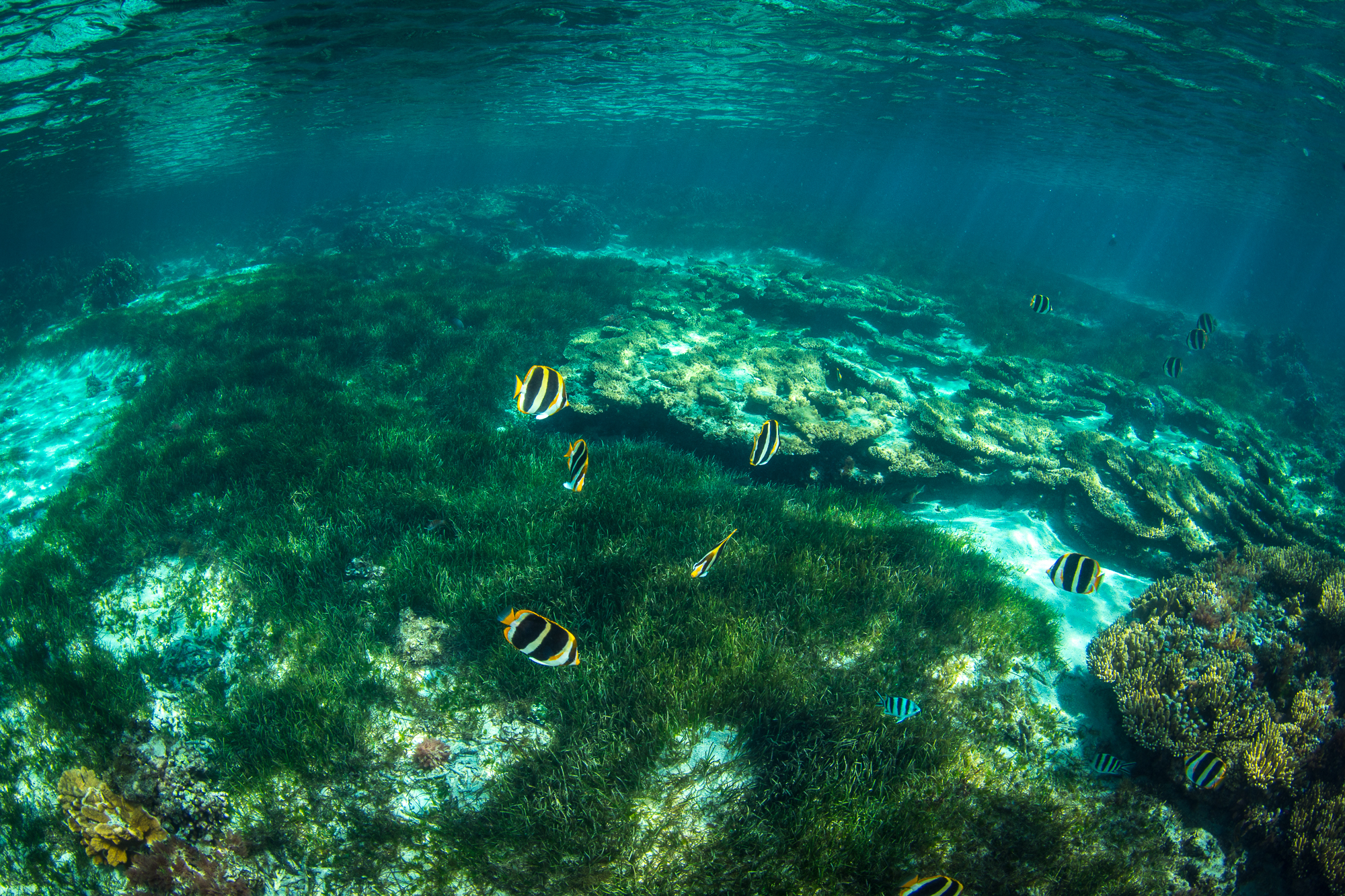 Fish swimming in seagrass, Lord Howe Island, Australia