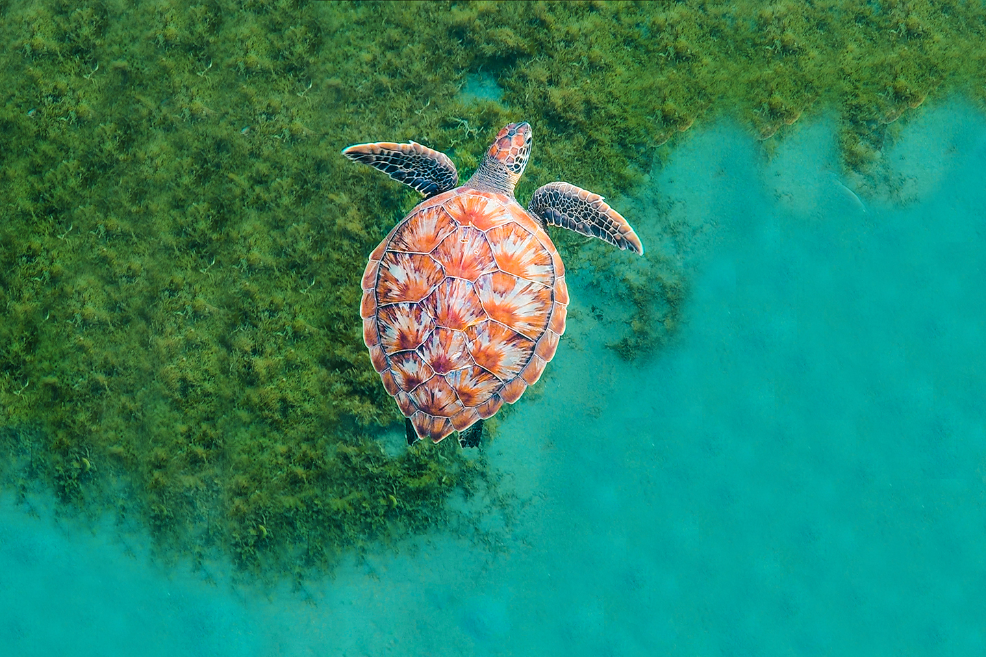 Green sea turtle swimming over seagrass
