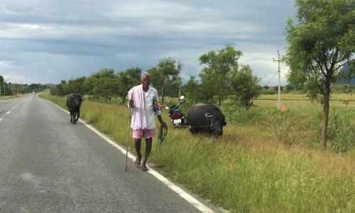 An elderly man leads cattle down the road in southern India.