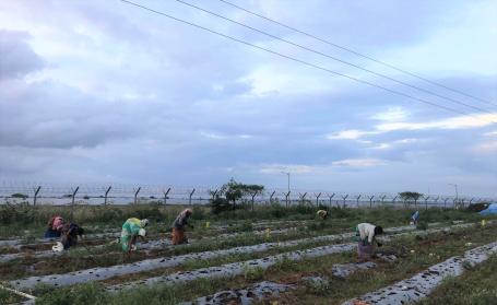 Agricultural workers plant seeds outside a solar park fence in India.