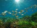 Fish swim through a seagrass meadow