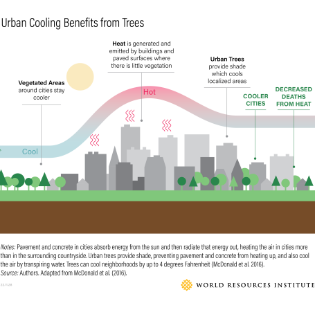 How urban trees cool the air