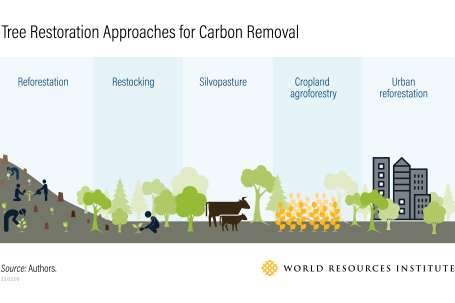 Infographic showing five tree-based approaches for carbon removal such as planting and restoring trees in forests and cities.
